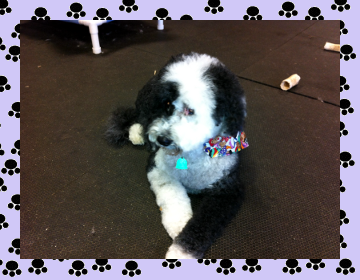 Portuguese Water Dog - Aprils Doggie Spa